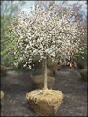 Tina Sargent Crabapple